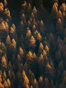 Preview wallpaper forest, aerial view, trees, coniferous, treetops