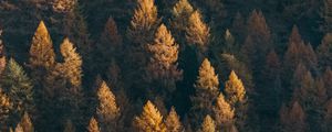 Preview wallpaper forest, aerial view, trees, coniferous, treetops