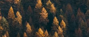 Preview wallpaper forest, aerial view, trees, coniferous, treetops