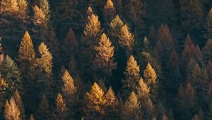 Preview wallpaper forest, aerial view, trees, coniferous, treetops