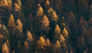 Preview wallpaper forest, aerial view, trees, coniferous, treetops