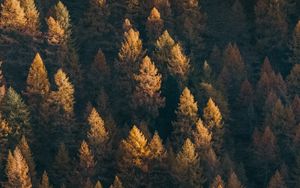 Preview wallpaper forest, aerial view, trees, coniferous, treetops