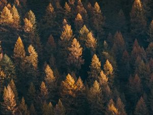 Preview wallpaper forest, aerial view, trees, coniferous, treetops