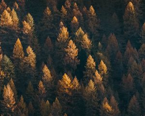 Preview wallpaper forest, aerial view, trees, coniferous, treetops