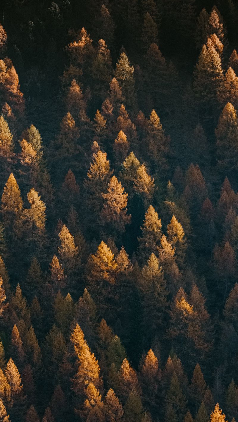 Download wallpaper 800x1420 forest, aerial view, trees, coniferous