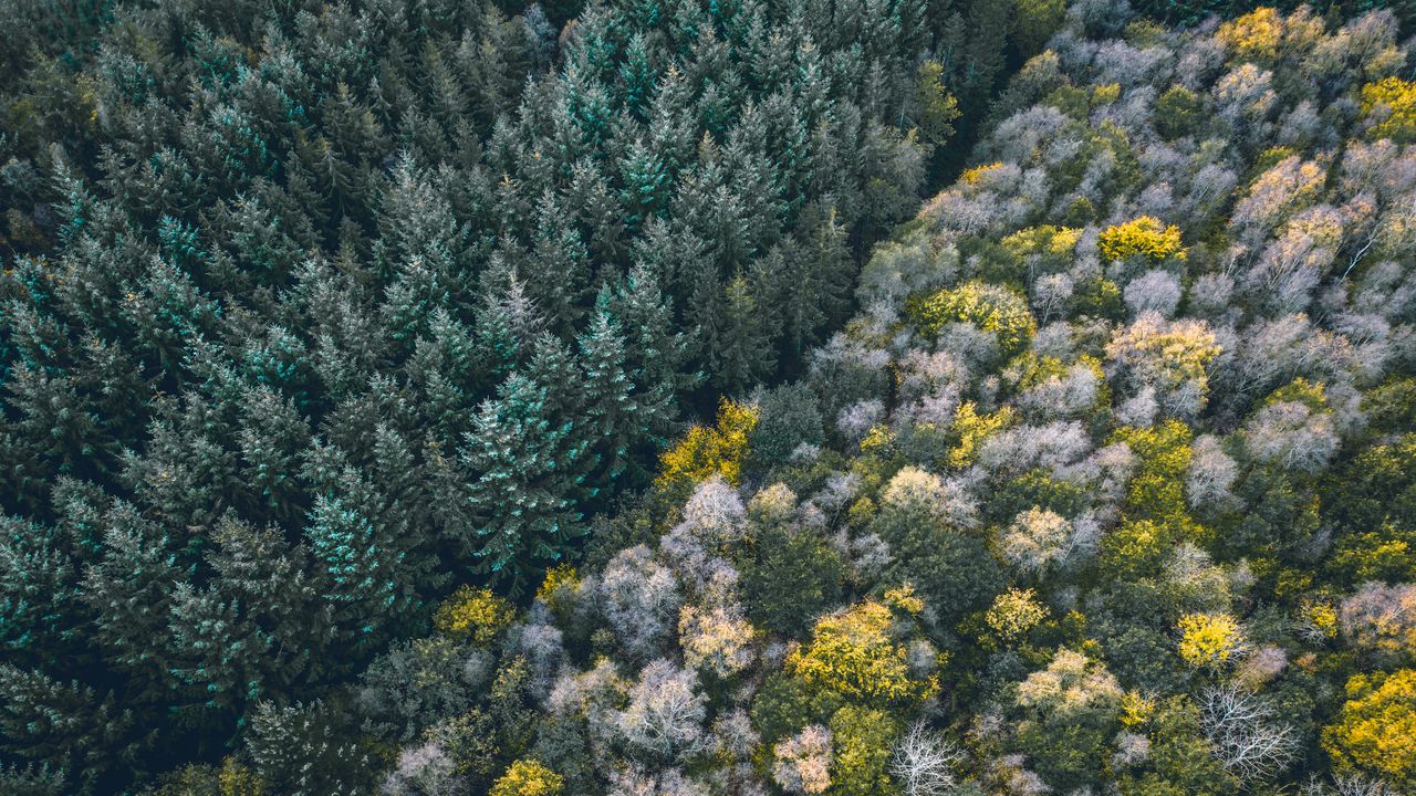 Wallpaper forest, aerial view, trees, treetops, edge