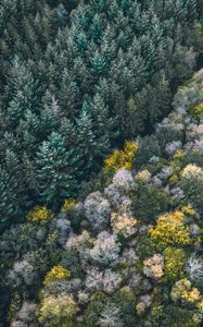 Preview wallpaper forest, aerial view, trees, treetops, edge