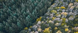 Preview wallpaper forest, aerial view, trees, treetops, edge