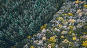 Preview wallpaper forest, aerial view, trees, treetops, edge