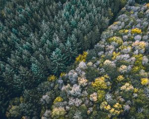 Preview wallpaper forest, aerial view, trees, treetops, edge