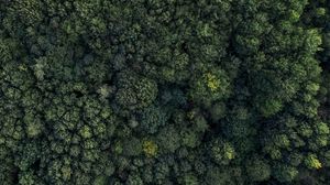 Preview wallpaper forest, aerial view, trees