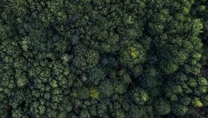 Preview wallpaper forest, aerial view, trees