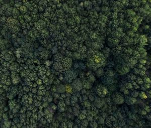 Preview wallpaper forest, aerial view, trees