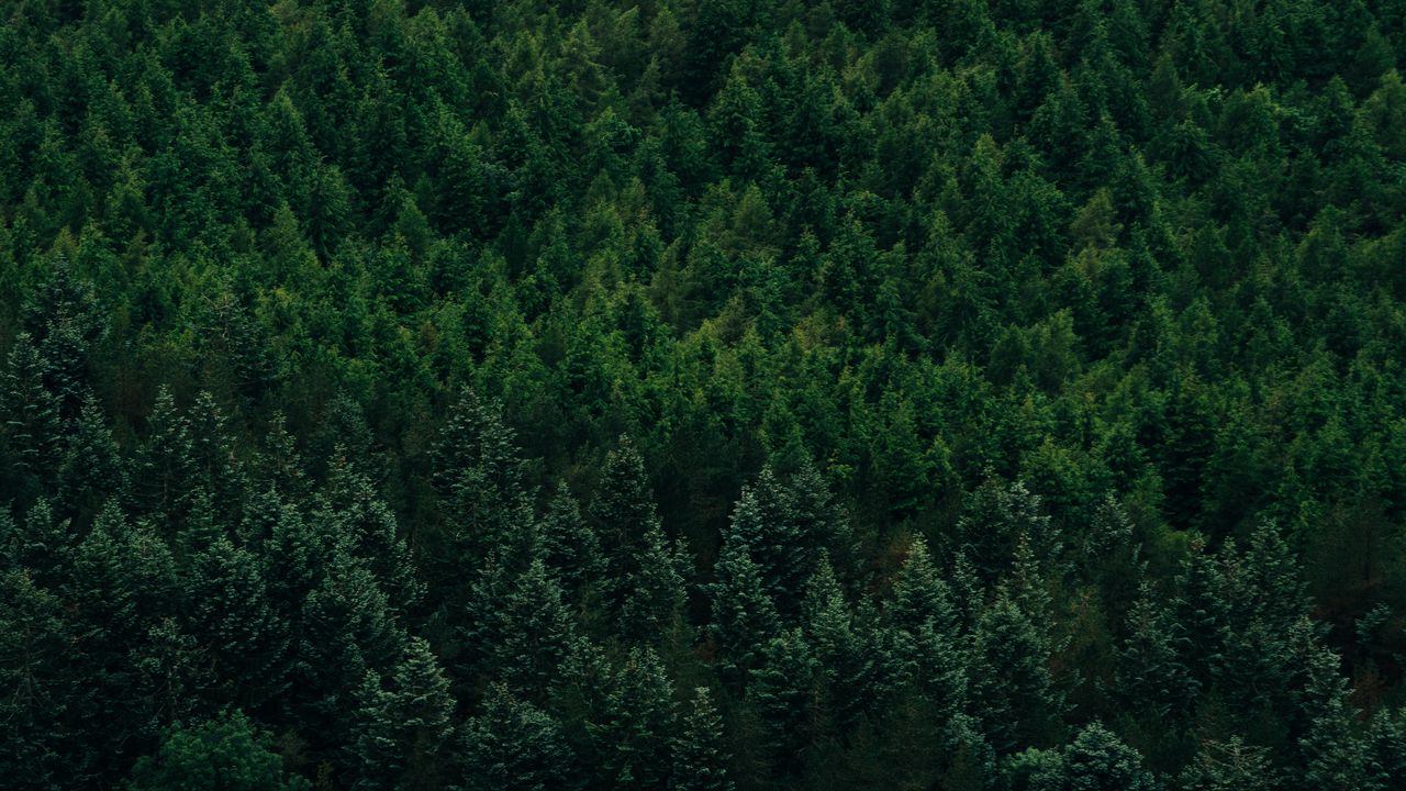 Wallpaper forest, aerial view, trees, conifer