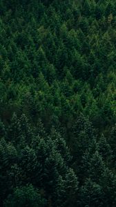 Preview wallpaper forest, aerial view, trees, conifer