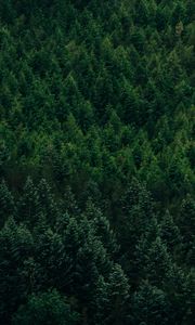 Preview wallpaper forest, aerial view, trees, conifer