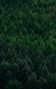 Preview wallpaper forest, aerial view, trees, conifer