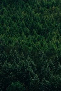 Preview wallpaper forest, aerial view, trees, conifer