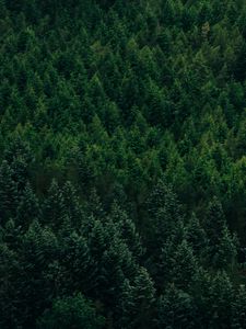 Preview wallpaper forest, aerial view, trees, conifer