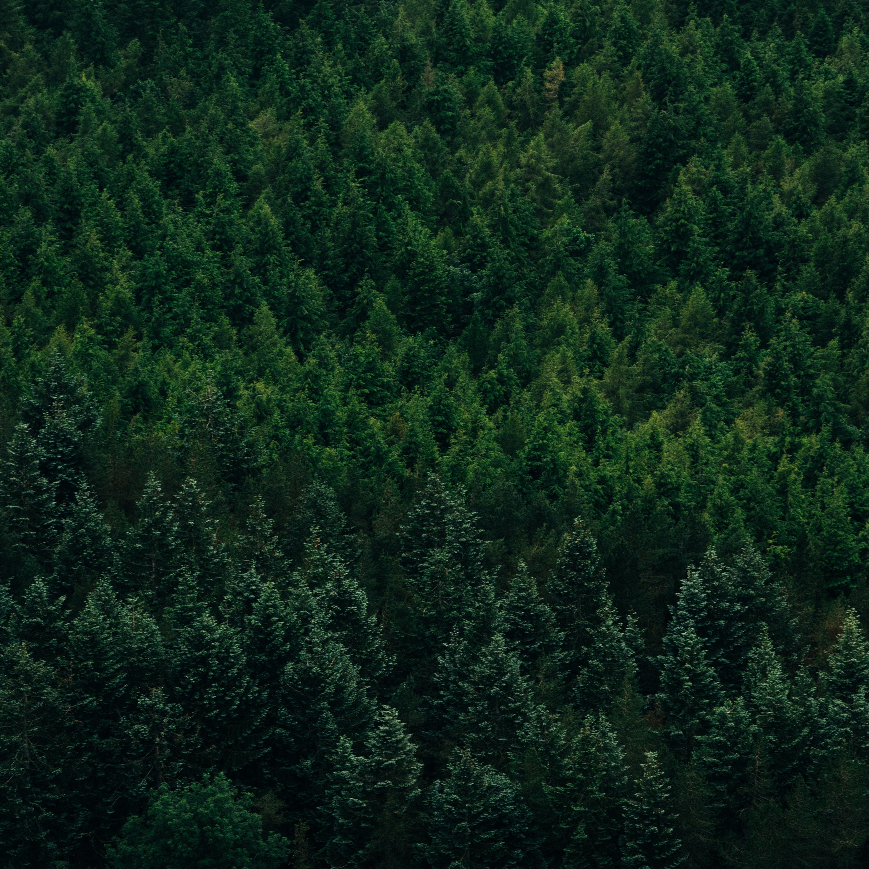Download wallpaper 2780x2780 forest, aerial view, trees, conifer ipad ...