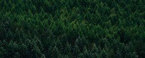 Preview wallpaper forest, aerial view, trees, conifer