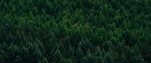 Preview wallpaper forest, aerial view, trees, conifer