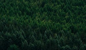 Preview wallpaper forest, aerial view, trees, conifer