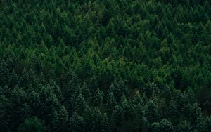 Preview wallpaper forest, aerial view, trees, conifer