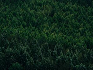 Preview wallpaper forest, aerial view, trees, conifer