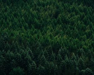 Preview wallpaper forest, aerial view, trees, conifer