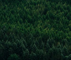 Preview wallpaper forest, aerial view, trees, conifer