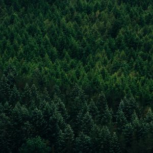 Preview wallpaper forest, aerial view, trees, conifer