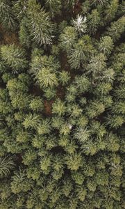 Preview wallpaper forest, aerial view, trees, conifer, pines