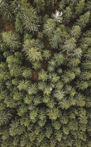 Preview wallpaper forest, aerial view, trees, conifer, pines
