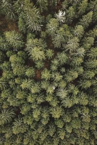 Preview wallpaper forest, aerial view, trees, conifer, pines