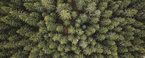 Preview wallpaper forest, aerial view, trees, conifer, pines