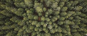 Preview wallpaper forest, aerial view, trees, conifer, pines
