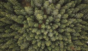 Preview wallpaper forest, aerial view, trees, conifer, pines