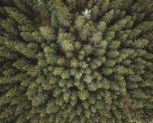 Preview wallpaper forest, aerial view, trees, conifer, pines