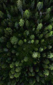 Preview wallpaper forest, aerial view, trees, pines, green