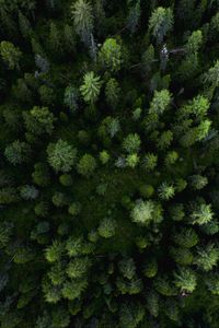 Preview wallpaper forest, aerial view, trees, pines, green