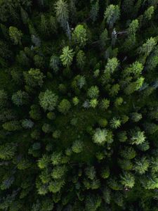 Preview wallpaper forest, aerial view, trees, pines, green