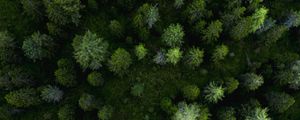 Preview wallpaper forest, aerial view, trees, pines, green