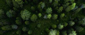 Preview wallpaper forest, aerial view, trees, pines, green