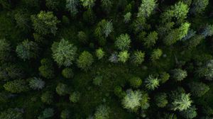 Preview wallpaper forest, aerial view, trees, pines, green