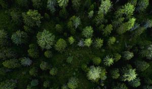 Preview wallpaper forest, aerial view, trees, pines, green