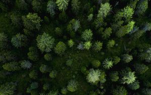 Preview wallpaper forest, aerial view, trees, pines, green