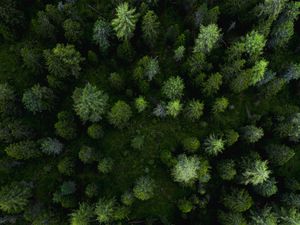 Preview wallpaper forest, aerial view, trees, pines, green