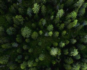 Preview wallpaper forest, aerial view, trees, pines, green