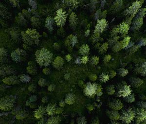 Preview wallpaper forest, aerial view, trees, pines, green